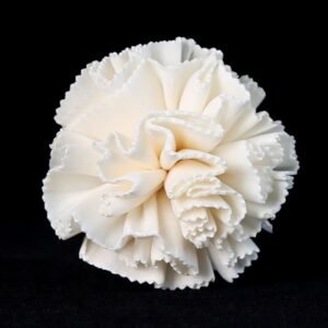 Overhead shot of 5cm white carnation displaying symmetrical form and versatile mounting possibilities