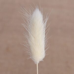 Bundle composition of preserved foxtail grasses emphasizing natural lengths and ready-to-use design