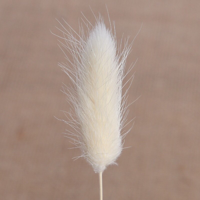 Bundle composition of preserved foxtail grasses emphasizing natural lengths and ready-to-use design