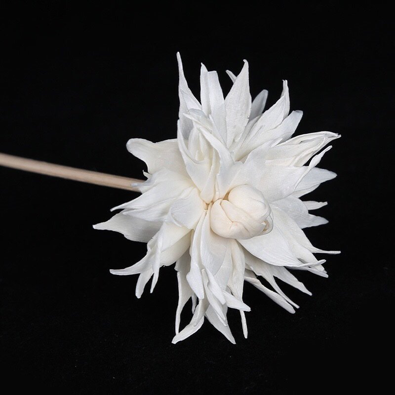 Macro detail of 5cm white flame flower Tong Cao blossom showcasing dynamic petal movement and sculptural form