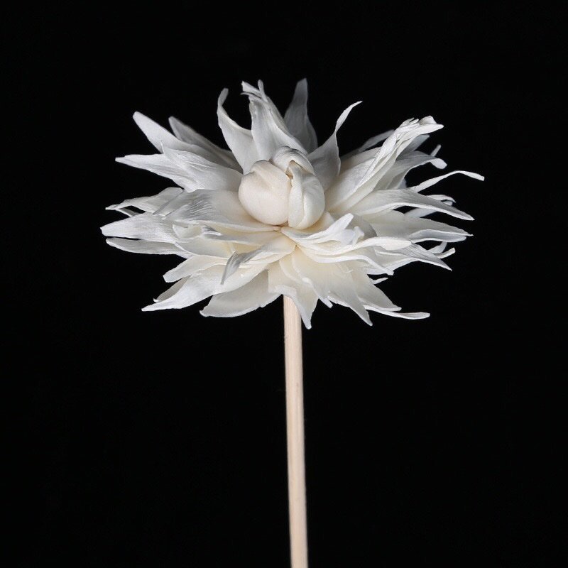 Overhead shot of 5cm white flame flower displaying radial petal arrangement and versatile mounting options