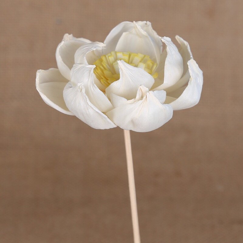 Macro shot of 8cm white peony Tong Cao flower with vibrant yellow stamen center, showcasing layered petal structure