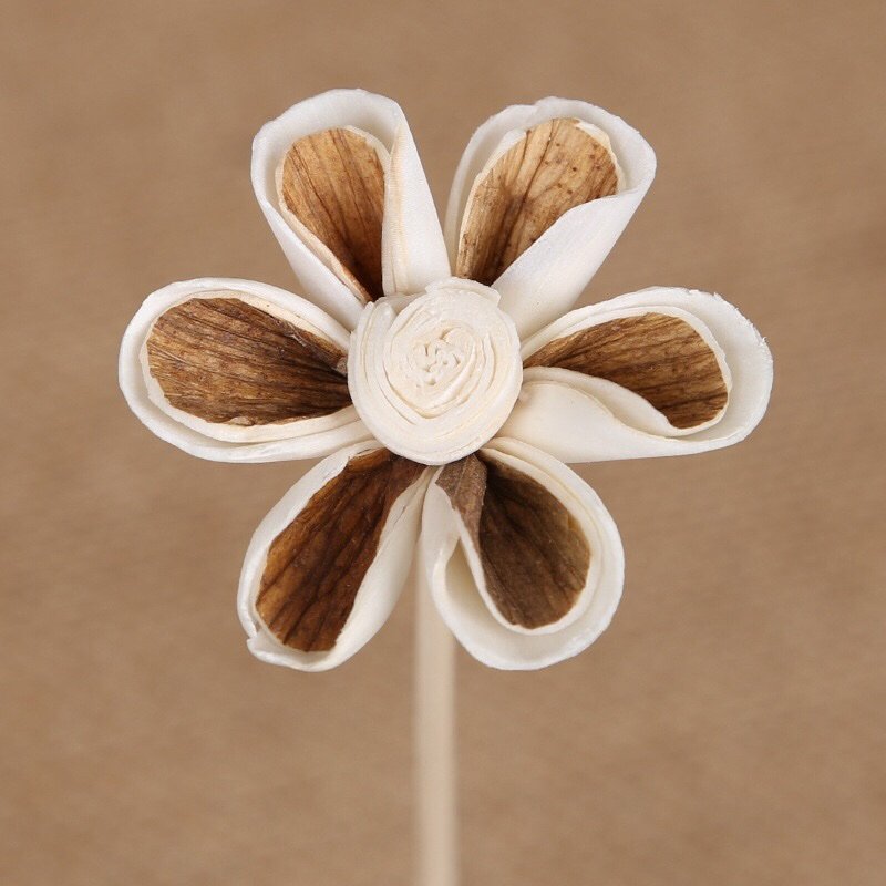 Macro detail of 5cm layered white and brown Tong Cao flower showing intricate color blending and textured petals