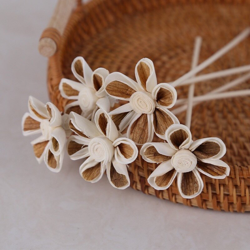 Overhead shot of 5cm layered blossom displaying circular color gradient from white to brown